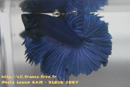 2nd du concours Irisé foncé Blois 2007